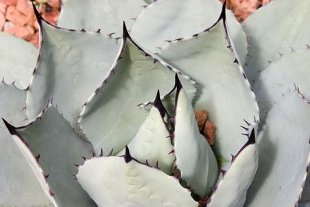 Cactusの写真素材