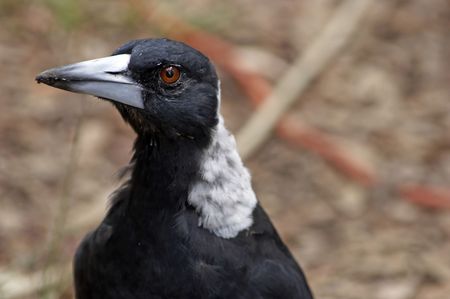 Australian Magpieの写真素材