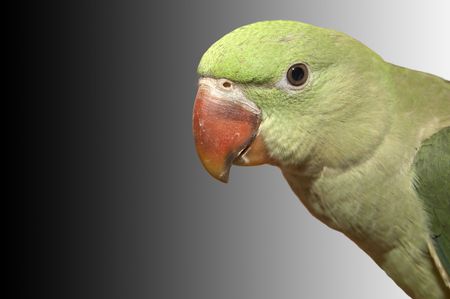 Green Feathered Parrotの写真素材