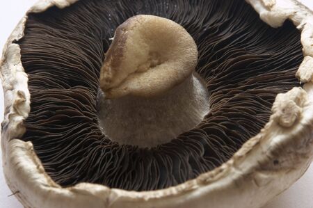 Mushroomの写真素材