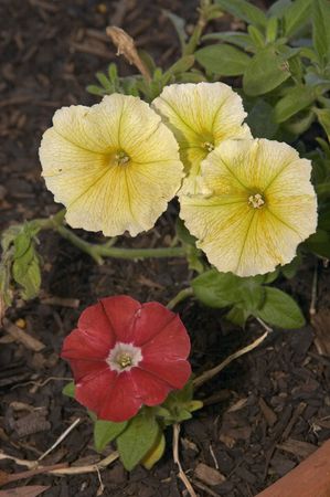 Yellow and red flowers in a potの写真素材
