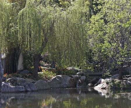 Weeping Willow in a chinese gardenの写真素材
