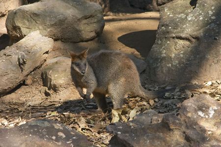 Wallaby in natural surroundsの写真素材