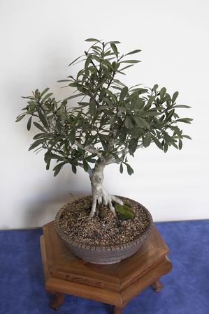 Bonsai Plantの写真素材