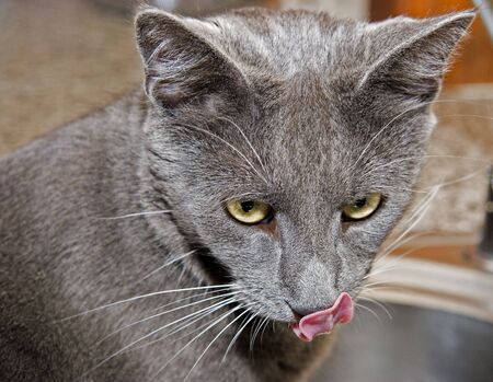 Cat licking its noseの写真素材