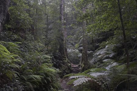 Steps in the rainforest