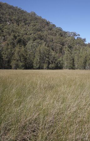 Swamp grass up to a hillの写真素材