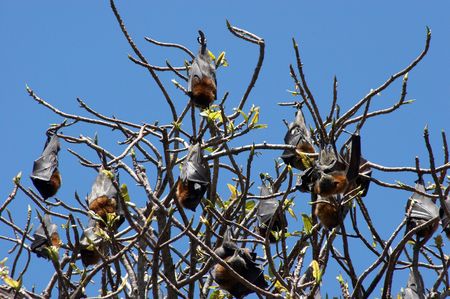 Colony of batsの写真素材