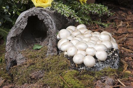 Mushrooms and logの写真素材