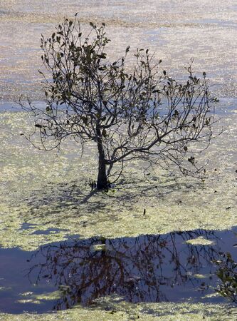 Mangrove in the waterの写真素材