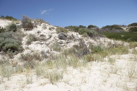 Beach sand hill with plants holding it togetherの写真素材