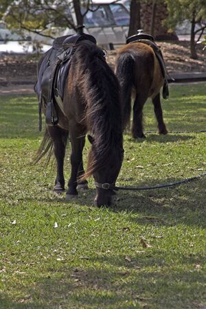 Horses grazingの写真素材