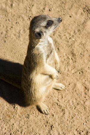 Meerkat Standing uprightの写真素材
