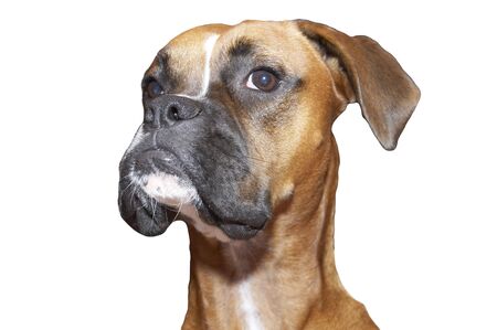 Boxer head shotの写真素材