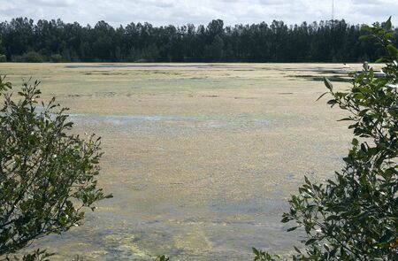 Algae covers the surface of the lakeの写真素材