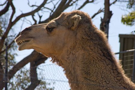 Camel head shotの写真素材