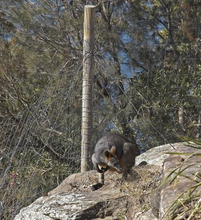 Rock Wallabyの写真素材