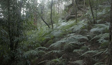 Ferns in the forestの写真素材