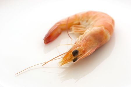 Prawn on a plateの写真素材