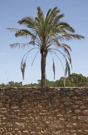 Palm tree and stone wallの写真素材