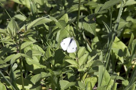 Cabbage Butterflyの写真素材