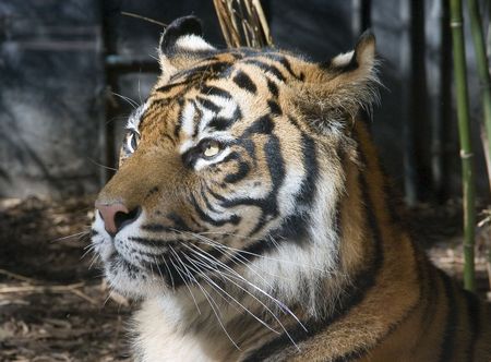 Tiger Portraitの写真素材