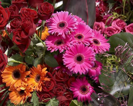 Chrysanthemum flowersの写真素材