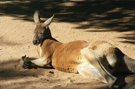 Red Kangaroo lazing in the sunの写真素材