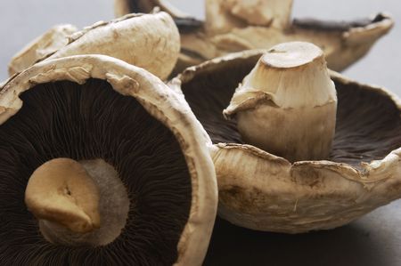 Mushroomsの写真素材