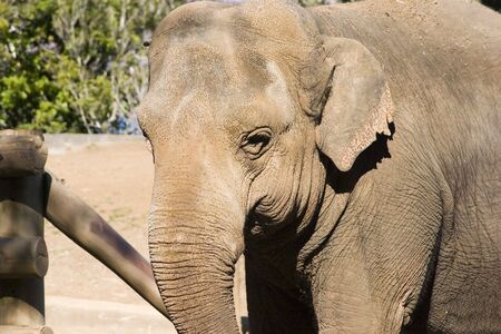 Head and Trunk of Elephantの写真素材