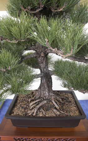 Bonsai Plantの写真素材