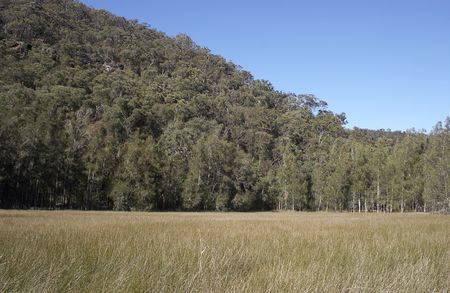 Swampgrass and forested hillの写真素材