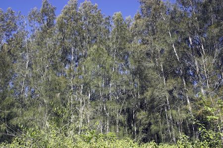 A group of treesの写真素材