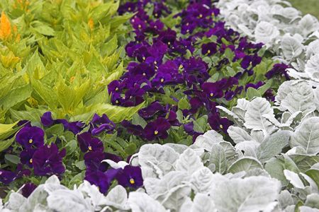 An Arrangement of plantsの写真素材