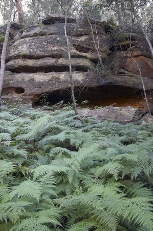 Cliff face and fernsの写真素材