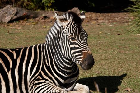 Zebra on the groundの写真素材