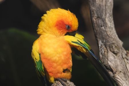 Colorful bird - Sun Conure - South American Parrotの写真素材