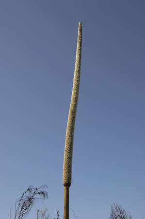 The stem of a grass tree - colloquially known as a Kangaroo Tailの写真素材
