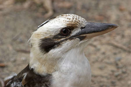 Novaguineae Dacelo - Laughing Kookaburraの写真素材