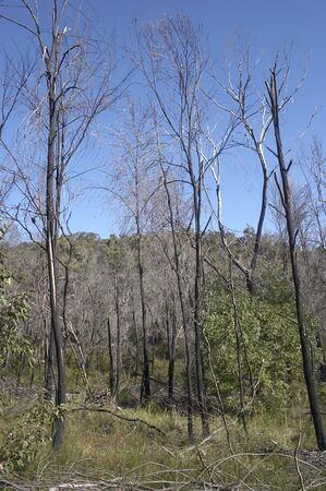 These trees have not recovered after busfires swept the areaの写真素材