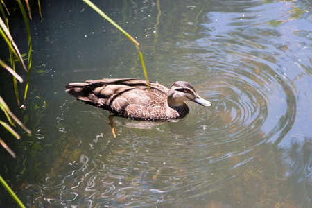 A swimming duckの写真素材