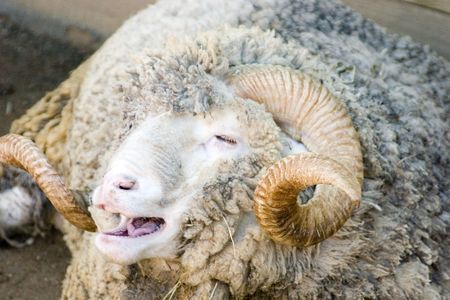 Merino sheep lying on the groundの写真素材