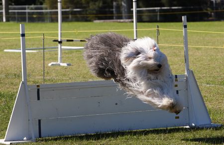 Sheep dog jumping a barrierの写真素材