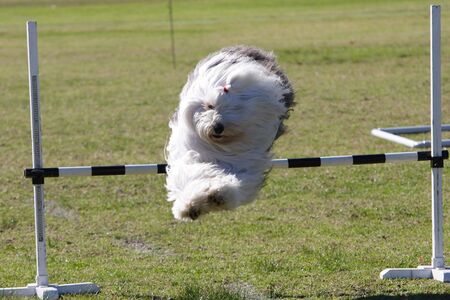 Sheepdog jumping a barの写真素材