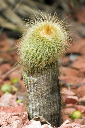 Echinocereus Dubius cactusの写真素材
