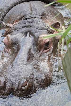 Hippopotamus close upの写真素材