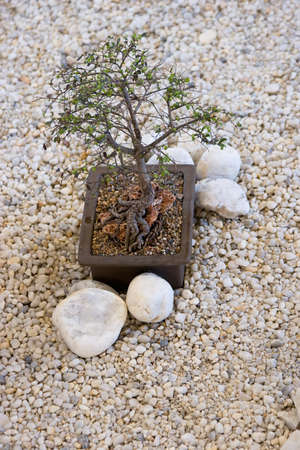 A bonsai plant in a planter on white pebblesの写真素材