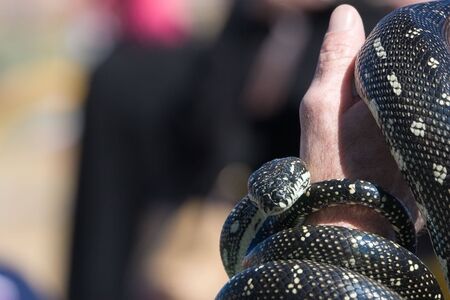 Diamond Python (Morelia spilota spilota) wrapped around an armの写真素材