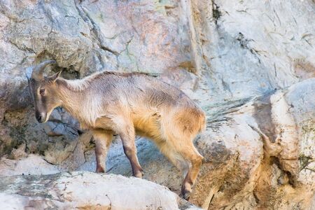 Mountain goat on the rocksの写真素材