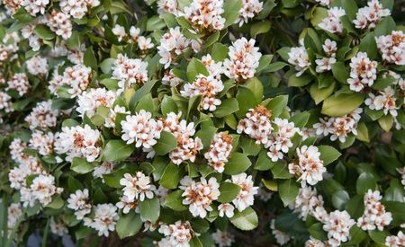 A green leafed flowering bushの写真素材